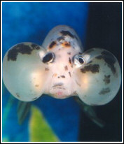 Bubble