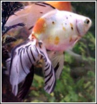 Veiltail3