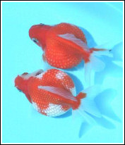Escamaperla2