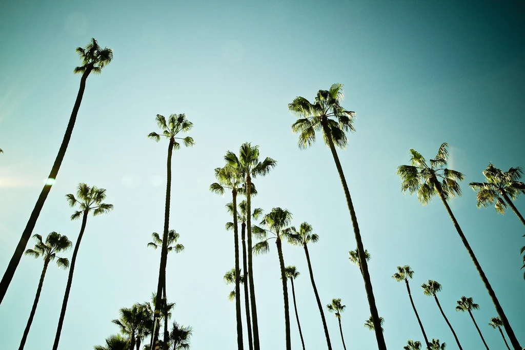 Image Palmtrees.jpg Good Luck Charlie Wiki FANDOM powered by Wikia