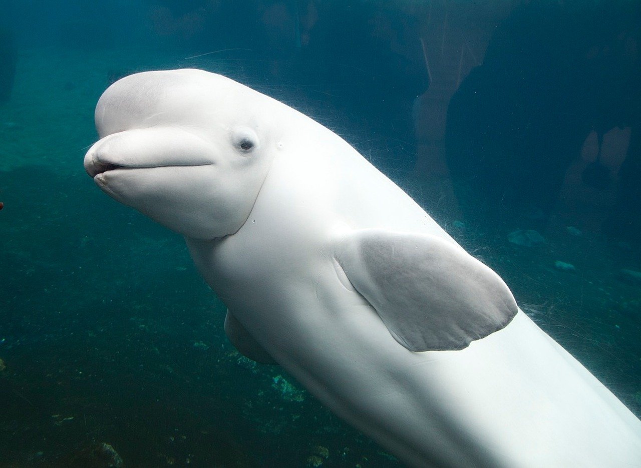 White whale | Googology Wiki | FANDOM powered by Wikia