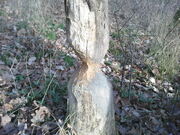 Tree cut by beaver