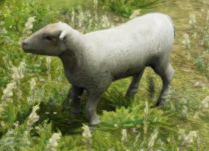 Sheep