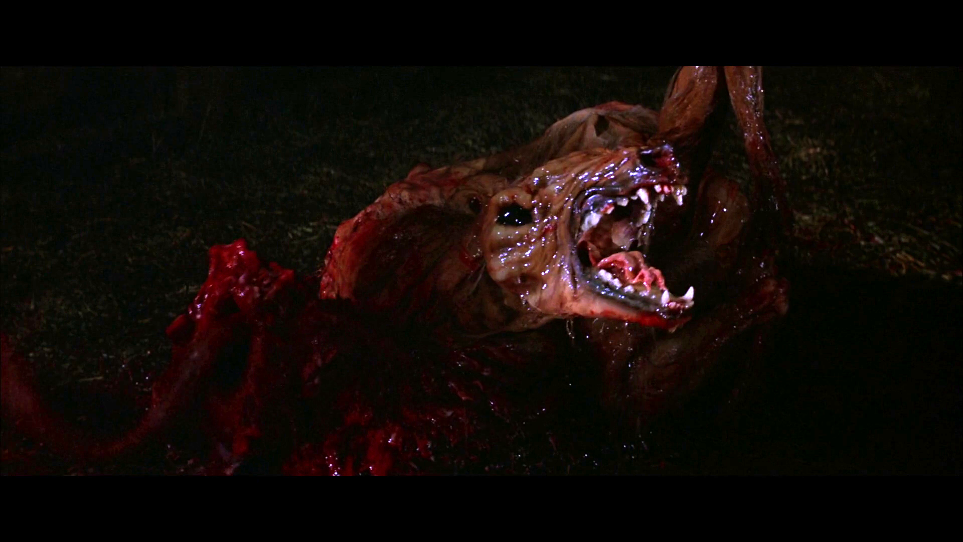 The thing 1982 wiki The thing 1982 wiki