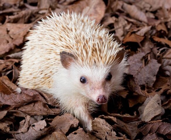 Image - Cutest hedgehog in the world.jpg | Greek-Goddesses Wiki