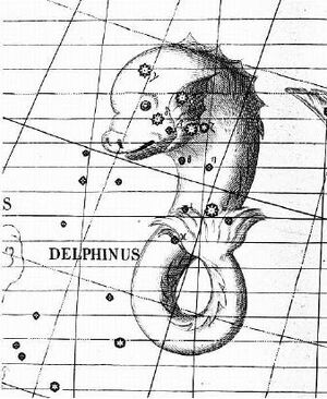 Delphinus2