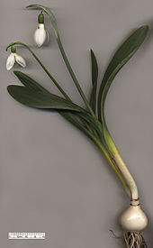170px-Snowdrop Galanthus elwesii