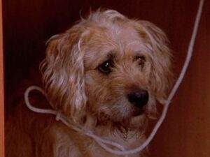 Barney