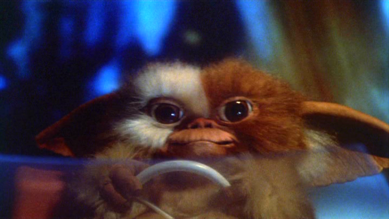 Image - Gizmo-First.PNG | Gremlins Wiki | FANDOM powered by Wikia