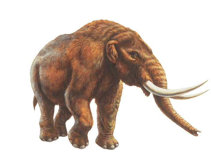 jayne mastodonte
