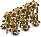 Shiitake m l3 3