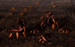 Harvestbugs