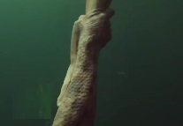 304 claws