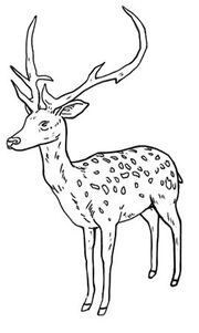 Buck