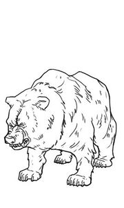 Bear
