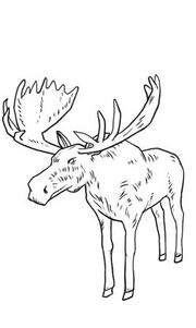 Bull moose