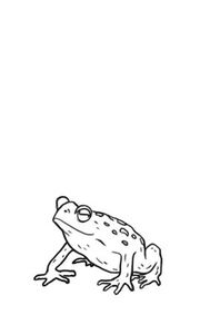 Toad