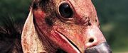 Jackalpensieroso