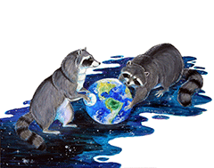 Raccoons