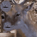 MpCJ Deer1