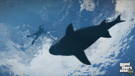 Shark-GTAV
