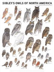Sibley owls