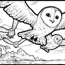 Legend Of The Guardians The Owls Of Ga Hoole App Guardians