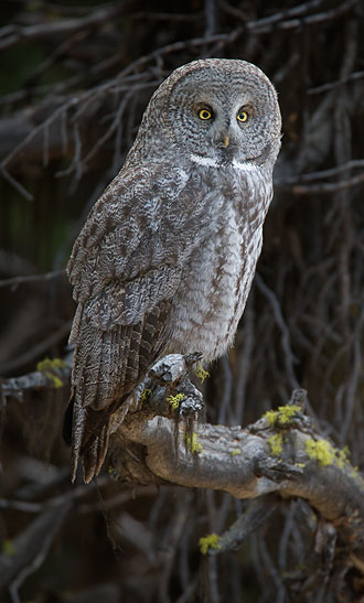 image great gray owl png guardians of gahoole wiki fandom great grey owl size