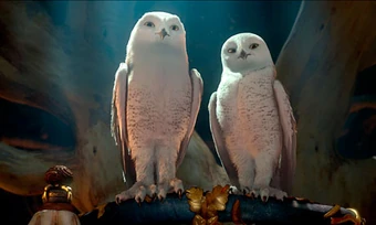 Boron And Barran Movie Guardians Of Ga Hoole Wiki Fandom