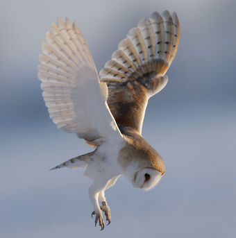 Barn Owls Guardians Of Ga Hoole Wiki Fandom