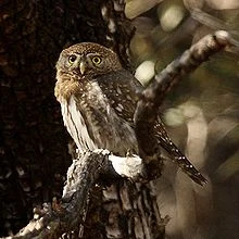 Pygmy Owl Guardians Of Ga Hoole Wiki Fandom