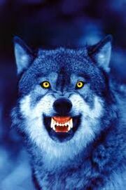 Vyrrwolf