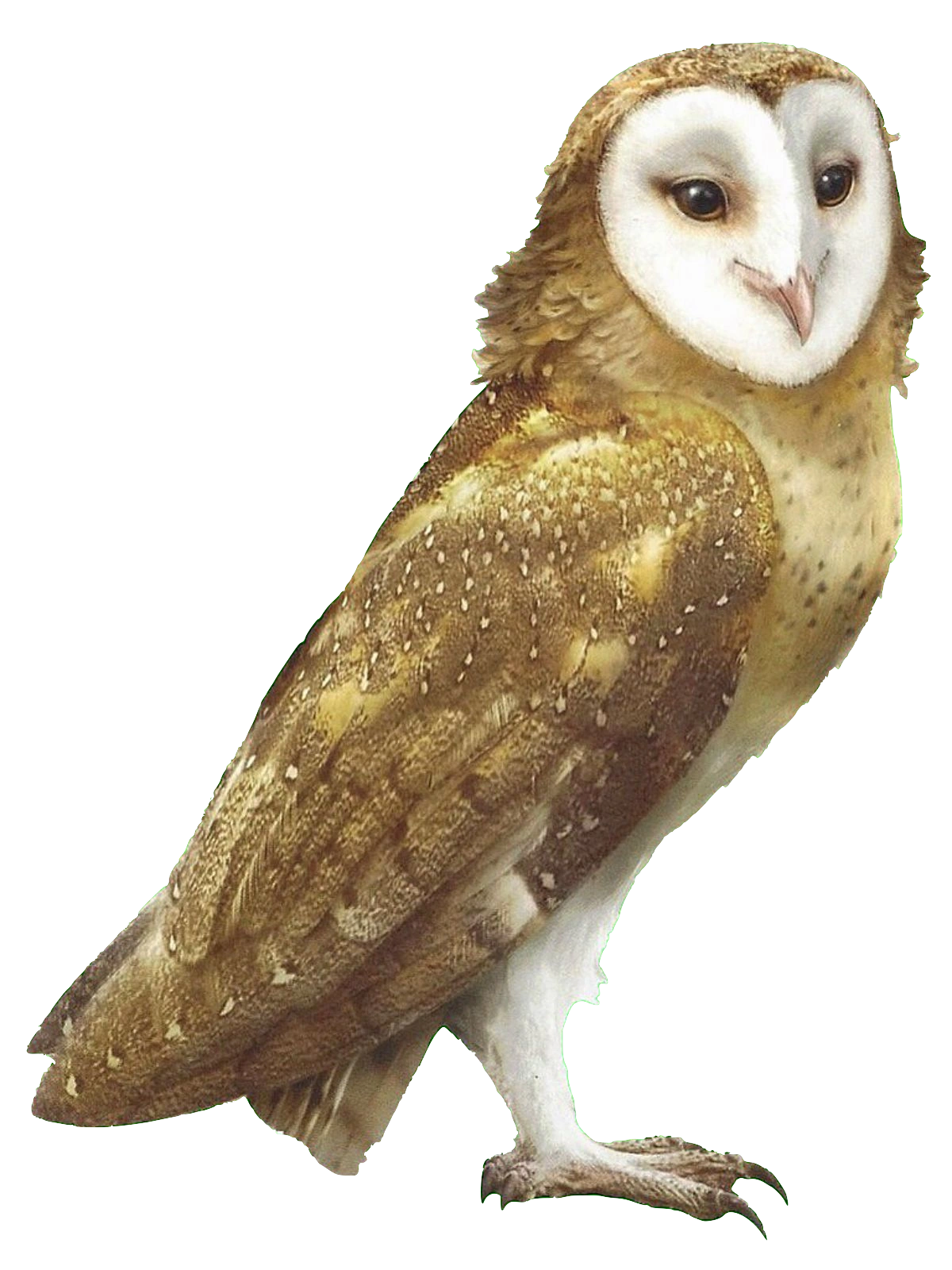 Marella | Guardians of Ga’Hoole Wiki | FANDOM powered by Wikia