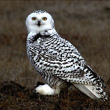 220px-Snowy Owl Barrow Alaska