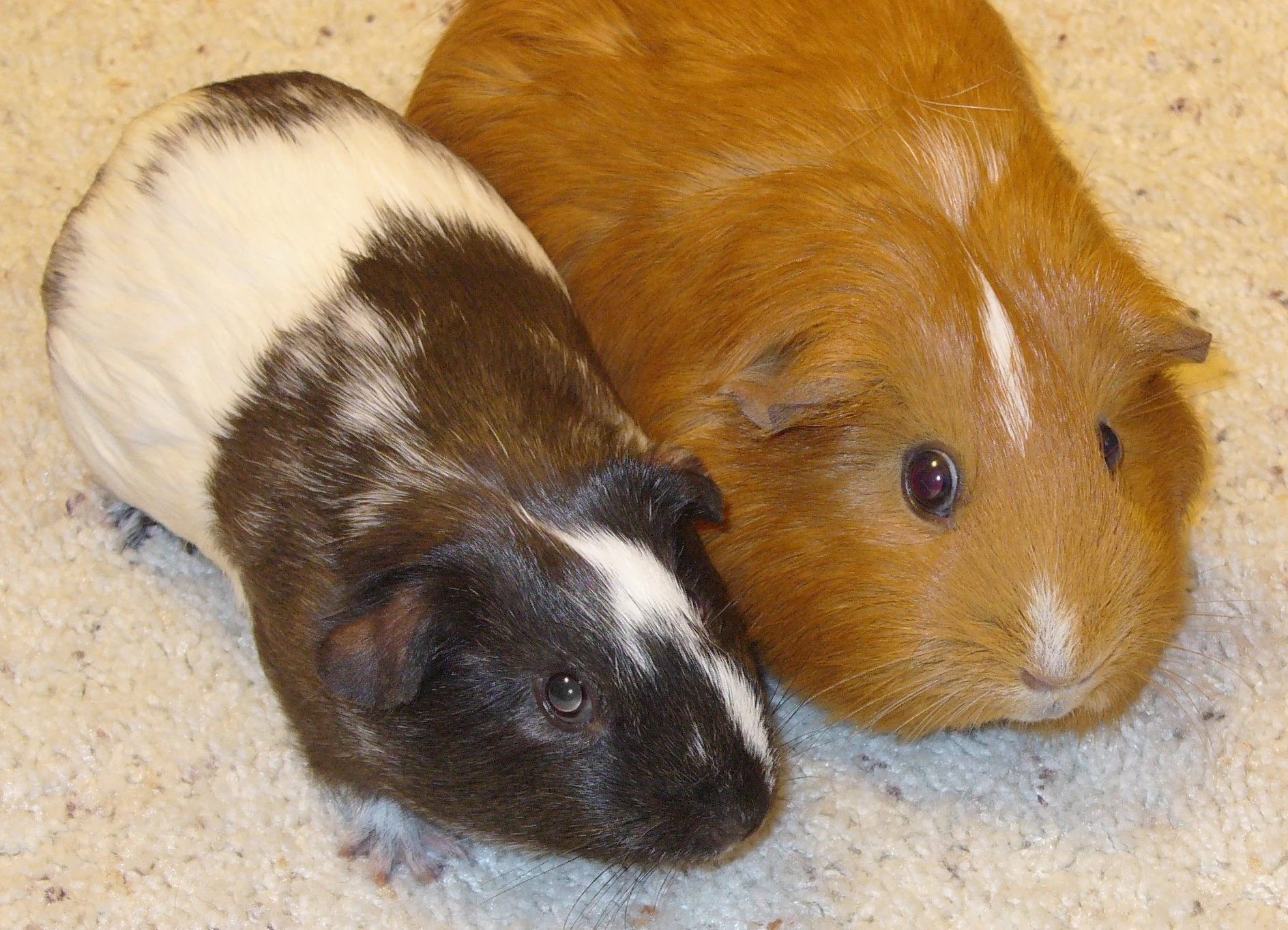 American Guinea Pig Wiki FANDOM powered by Wikia