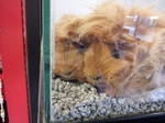 Guinea