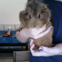 ridgeback guinea pigs