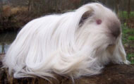 Shelty-himalayan