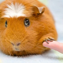 cottontails bunny hutch