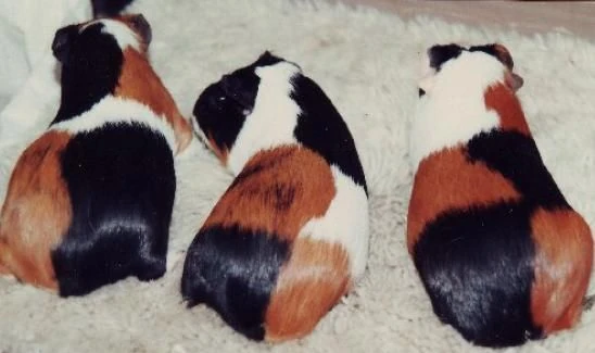 tortoiseshell and white guinea pig