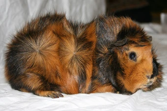 tri colored abyssinian guinea pig