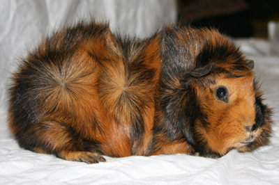 List Of Coat Colors And Patterns Guinea Pig Wikia Fandom