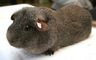 lemon agouti guinea pig