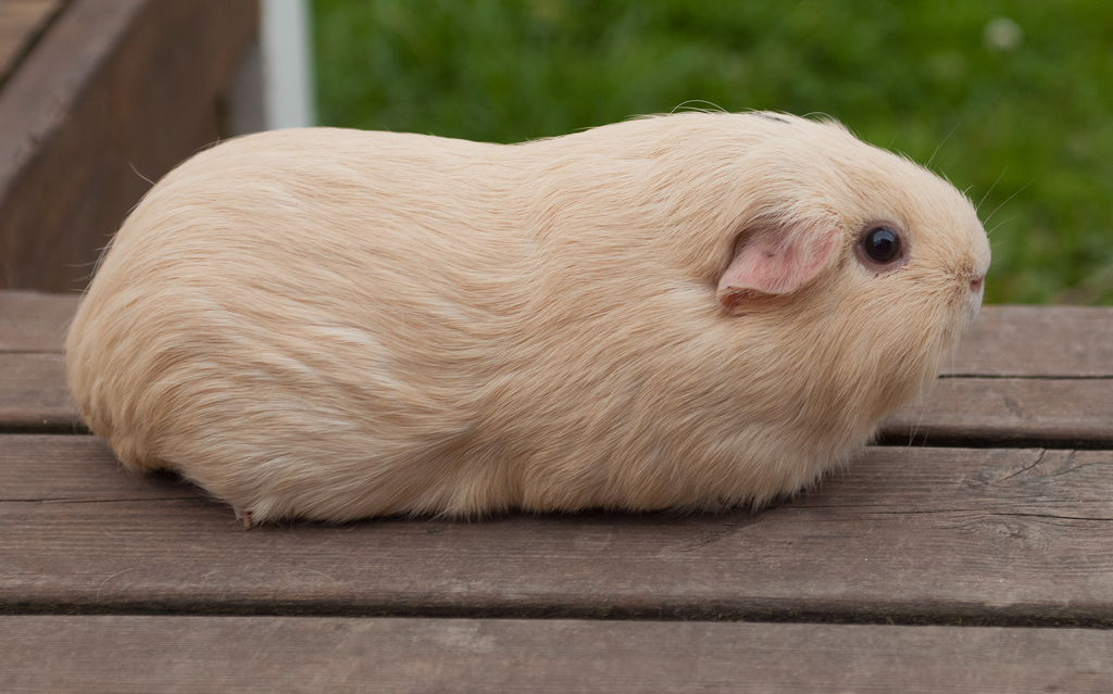 long haired white guinea pig