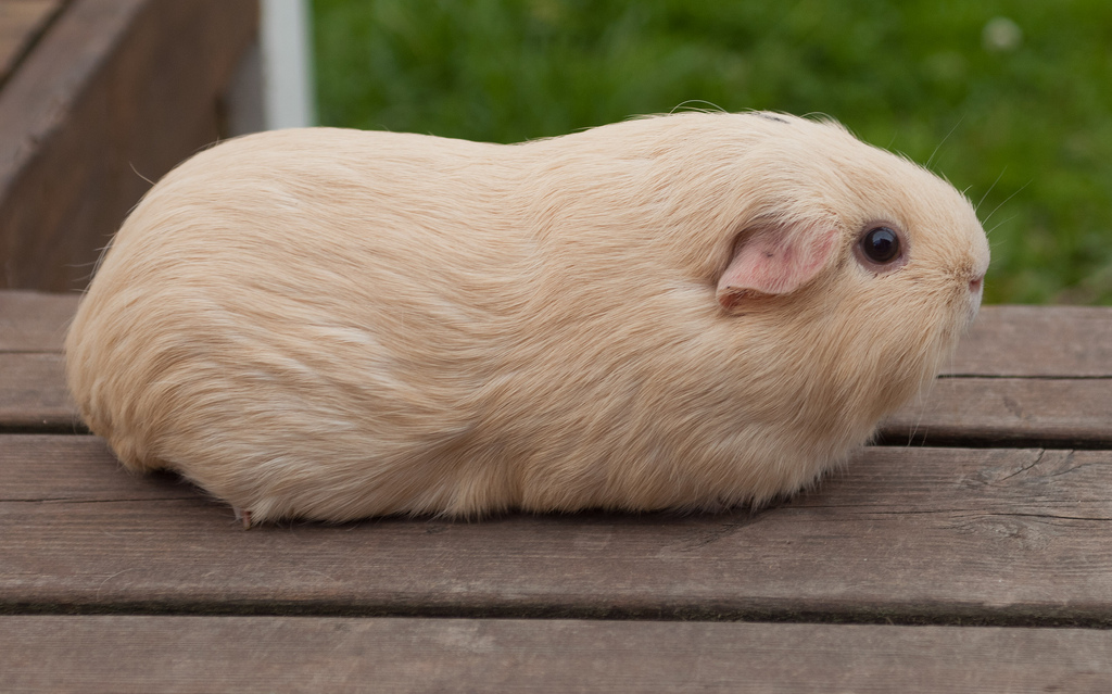 white fluffy guinea pig