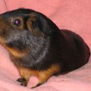 List Of Guinea Pig Breeds Guinea Pig Wikia Fandom