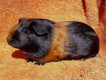 tortoiseshell and white guinea pig