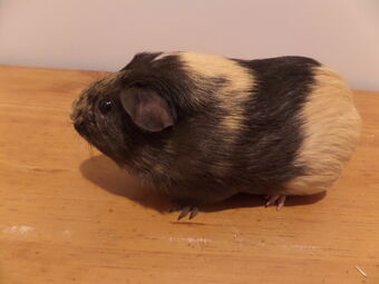 American Shorthair Guinea Pig Wikia Fandom