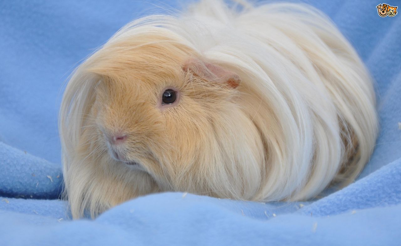 peruvian-guinea-pig-wikia-fandom-powered-by-wikia