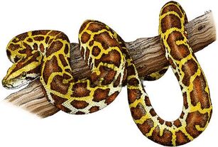 Burmese python